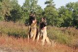 MALINOIS 012